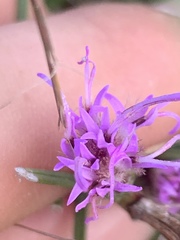Liatris bracteata
