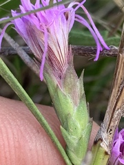 Liatris bracteata