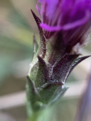 Liatris bracteata