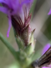 Liatris bracteata