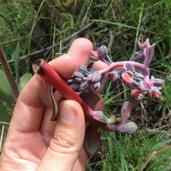Gibbiflorae