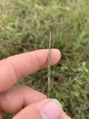 Sporobolus compositus