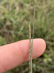 Sporobolus compositus