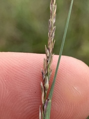 Sporobolus compositus