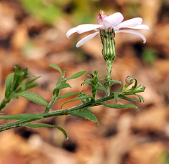 Symphyotrichum cordifolium