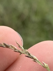 Sporobolus compositus