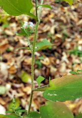 Symphyotrichum cordifolium