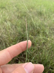 Sporobolus compositus