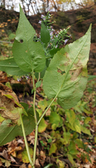 Symphyotrichum cordifolium