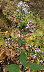 Symphyotrichum cordifolium