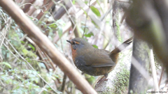 Scelorchilus rubecula