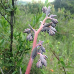 Gibbiflorae