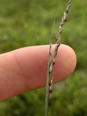 Sporobolus compositus