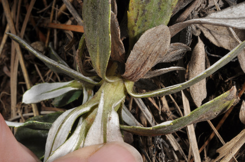Image of Celmisia haastii by (c) Pieter Pelser, some rights reserved (CC BY)
