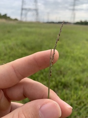 Sporobolus compositus