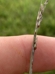 Sporobolus compositus