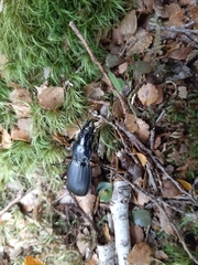 Plocamostethus planiusculus