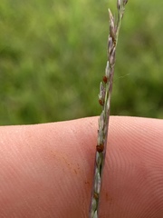 Sporobolus compositus