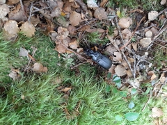 Plocamostethus planiusculus