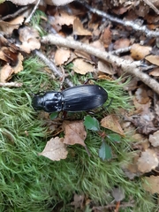 Plocamostethus planiusculus