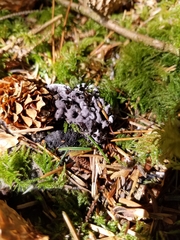 Sarcodon stereosarcinon