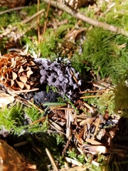 Sarcodon stereosarcinon