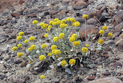 Eriogonum alexanderae