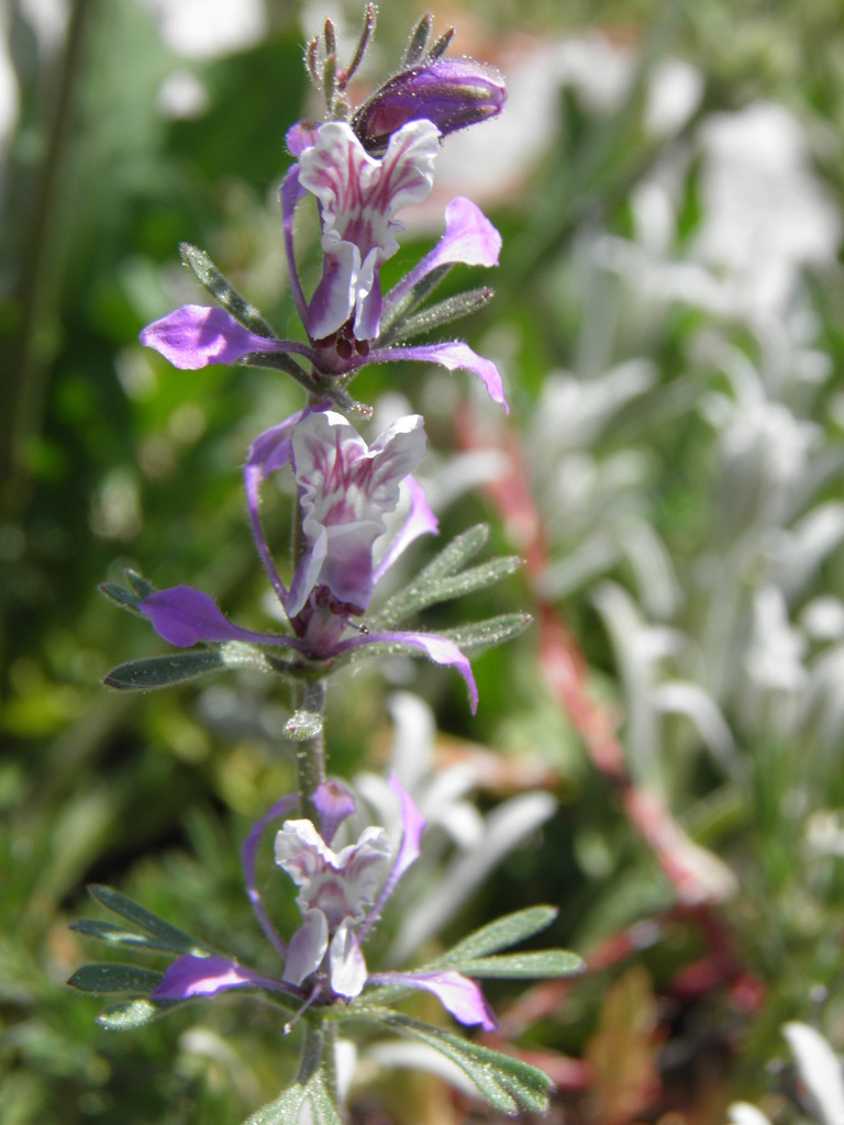Delphinium tuntasianum