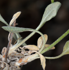 Eriogonum alexanderae