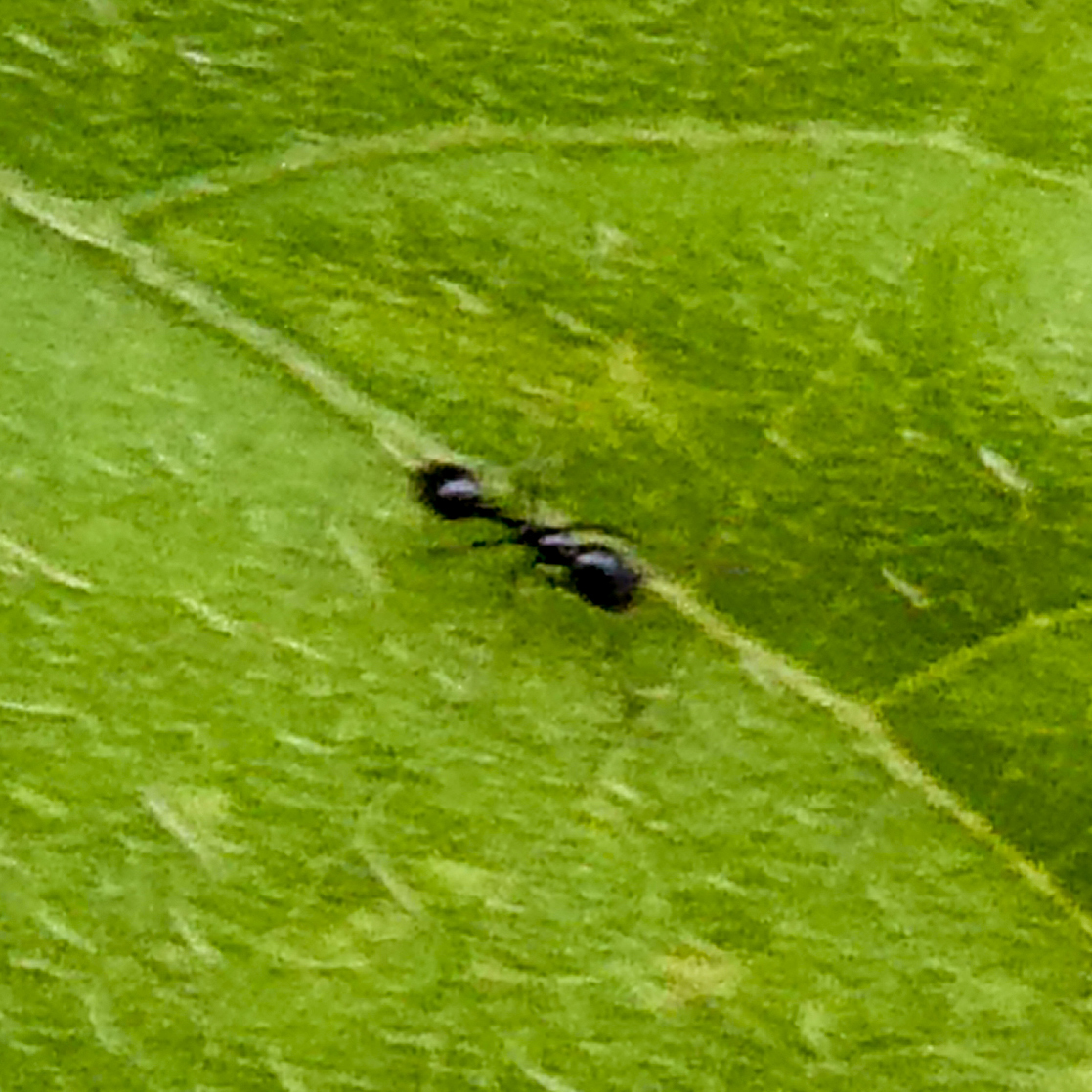 Monomorium ergatogyna