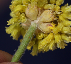 Eriogonum alexanderae