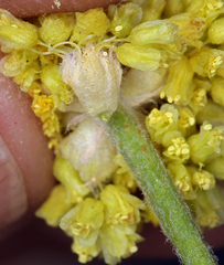 Eriogonum alexanderae