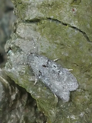 Izatha convulsella