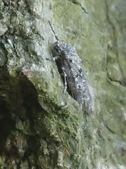 Izatha convulsella