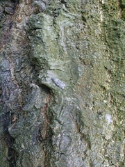 Izatha convulsella