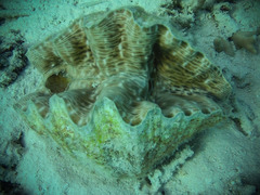 Hippopus hippopus