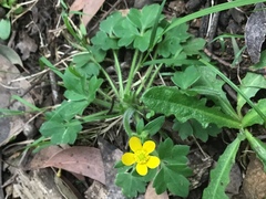 Ranunculus plebeius