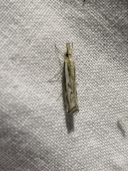 Catoptria staudingeri