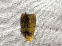 Polymixis argillaceago