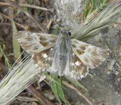 Carcharodina