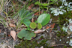 Dorstenia brasiliensis