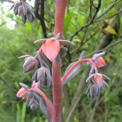Gibbiflorae