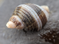 Nucella analoga