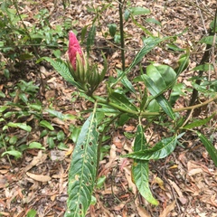 Hibiscus heterophyllus