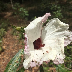 Hibiscus heterophyllus
