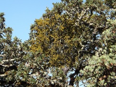 Phoradendron leucarpum tomentosum