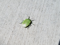 Chlorochroa uhleri