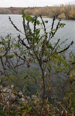 Amorpha fruticosa