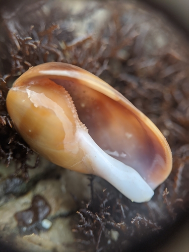 Chestnut Cowry