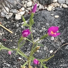 Sabatia campestris